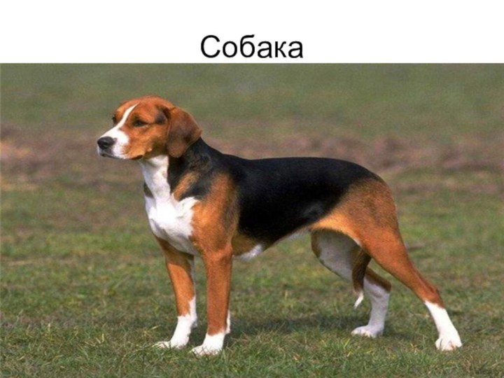 Собака