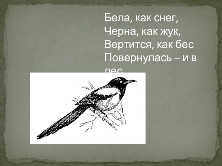 Бела, как снег, Черна, как жук, Вертится, как бесПовернулась – и в лес.