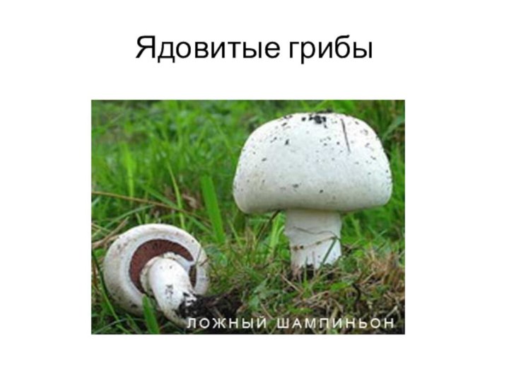 Ядовитые грибы