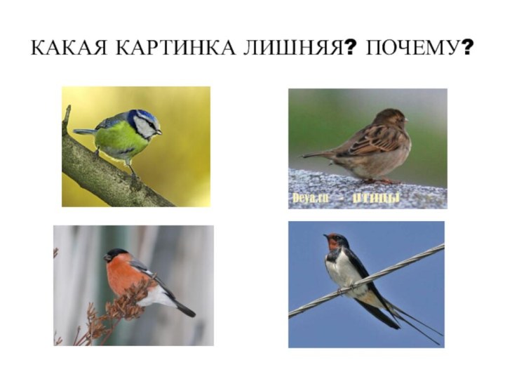 КАКАЯ КАРТИНКА ЛИШНЯЯ? ПОЧЕМУ?