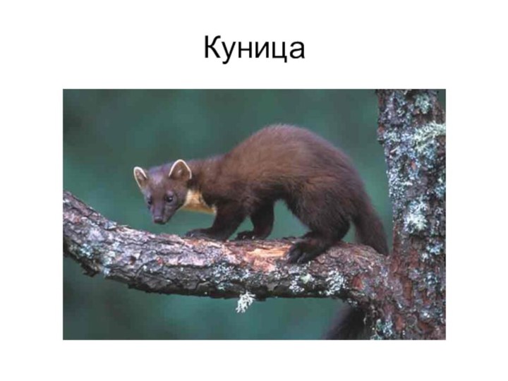 Куница