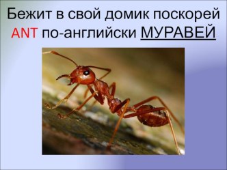 Английский. Алфавит a-h - слова и буквы презентация к уроку по иностранному языку (2 класс)