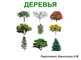 презентация Деревья презентация к уроку по развитию речи (старшая группа)