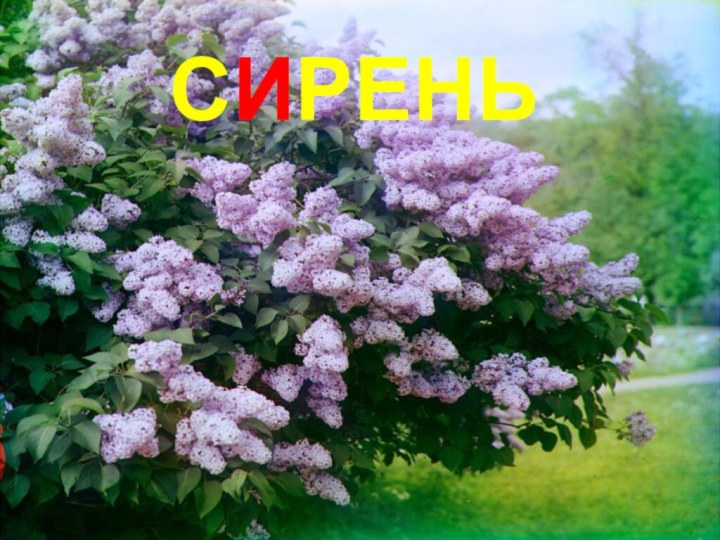 СИРЕНЬ