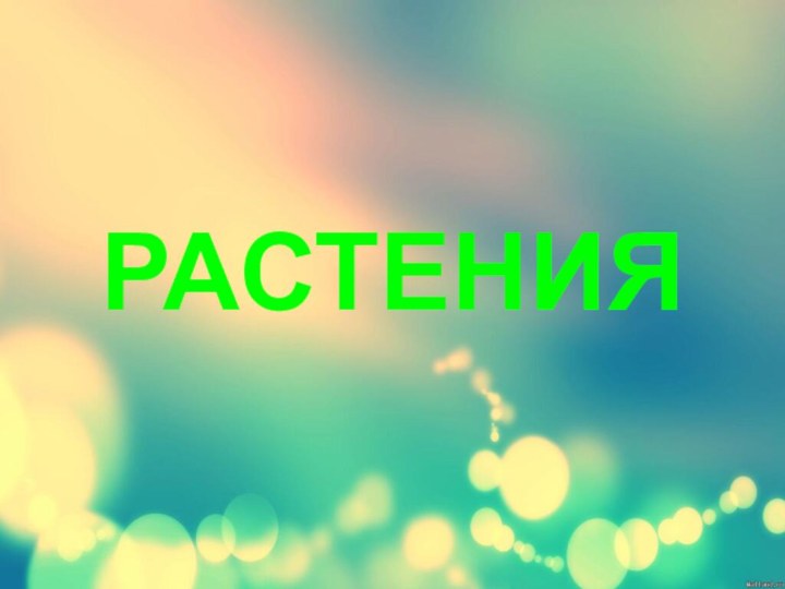 РАСТЕНИЯ