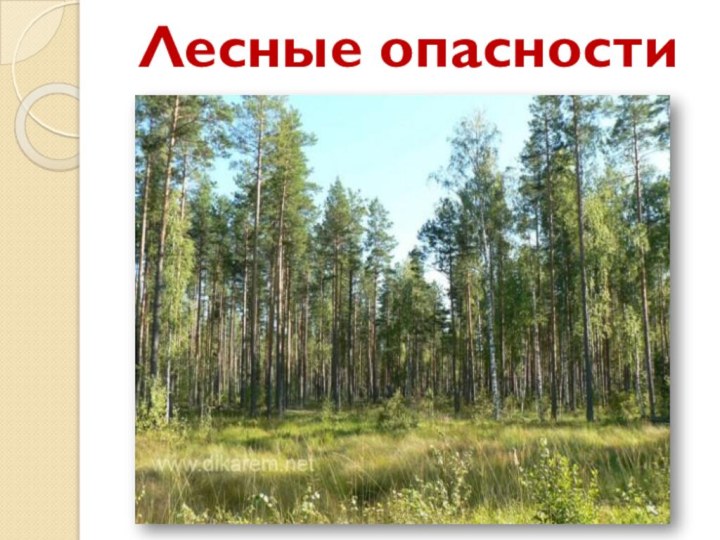 Лесные опасности