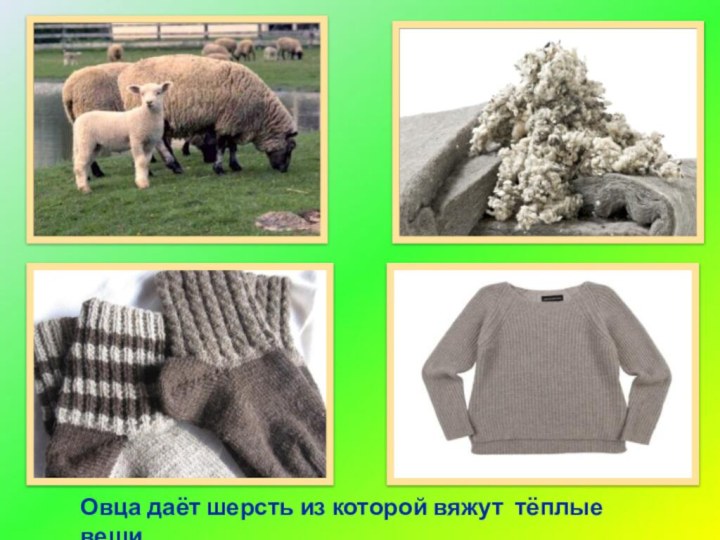 Овца даёт шерсть из которой вяжут тёплые вещи