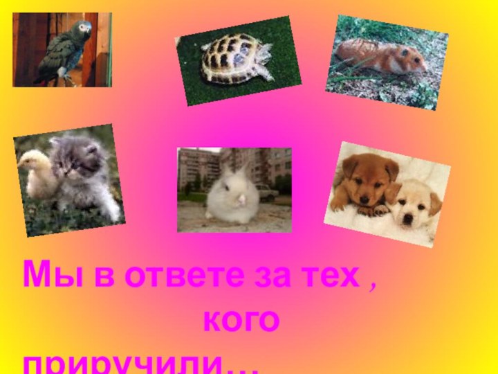 Мы в ответе за тех ,