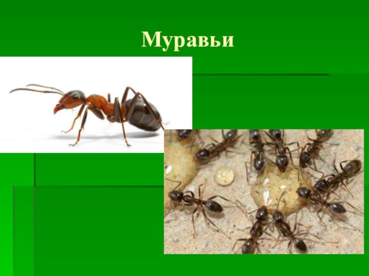 Муравьи