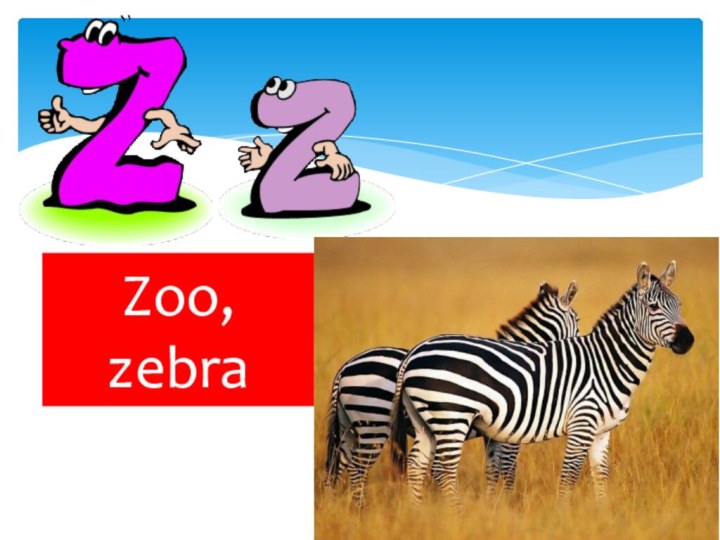 Zoo, zebra