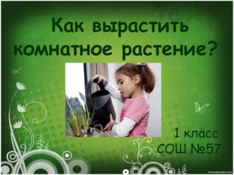 Как вырастить комнатное растение? презентация к уроку по окружающему миру (1 класс) по теме