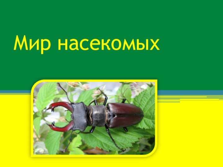 Мир насекомых