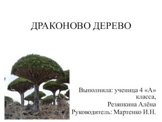 Драконово дерево презентация к уроку по окружающему миру (4 класс)