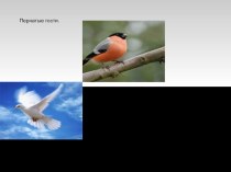 презентация по теме Птицы презентация к уроку (средняя группа) по теме