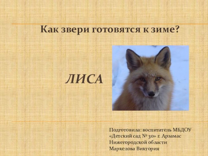 ЛИСА Как звери готовятся к зиме?Подготовила: воспитатель МБДОУ «Детский сад № 30»