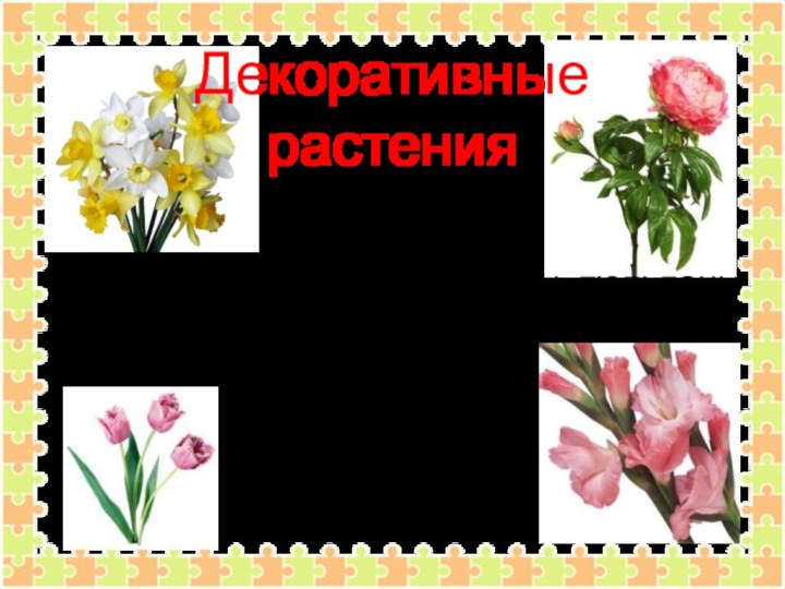 Декоративные растенияПионы, нарциссы, гладиолусы, тюльпаны – это цветы. Их выращивают на клумбах для красоты.