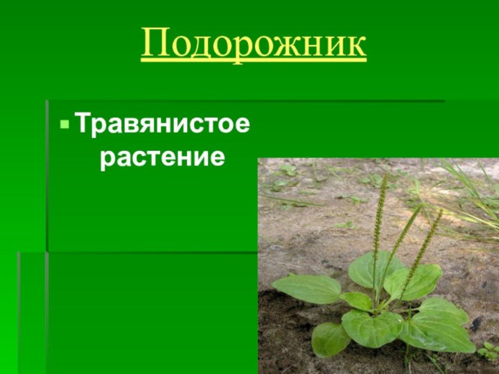 ПодорожникТравянистое растение