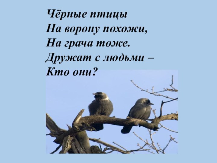 Чёрные птицы  На ворону похожи,  На грача тоже.  Дружат с людьми –  Кто они?