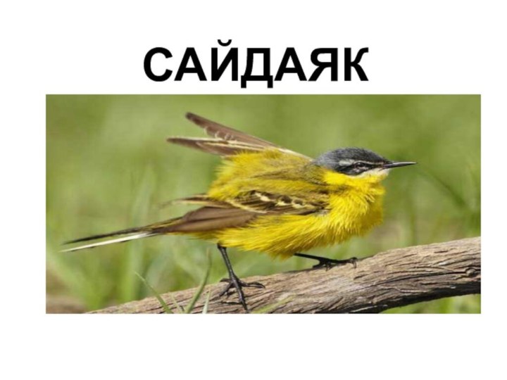 Сайдаяк