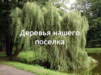 ПрезентацияДеревья нашего посёлка презентация к уроку по окружающему миру (старшая группа)