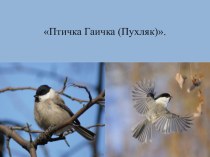 Презентация Птичка Гаичка (Пухляк) презентация к уроку по окружающему миру (старшая группа)