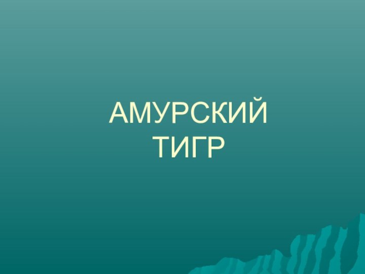 АМУРСКИЙ  ТИГР