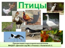 Презентация Птицы России презентация к уроку по окружающему миру (средняя, старшая, подготовительная группа)