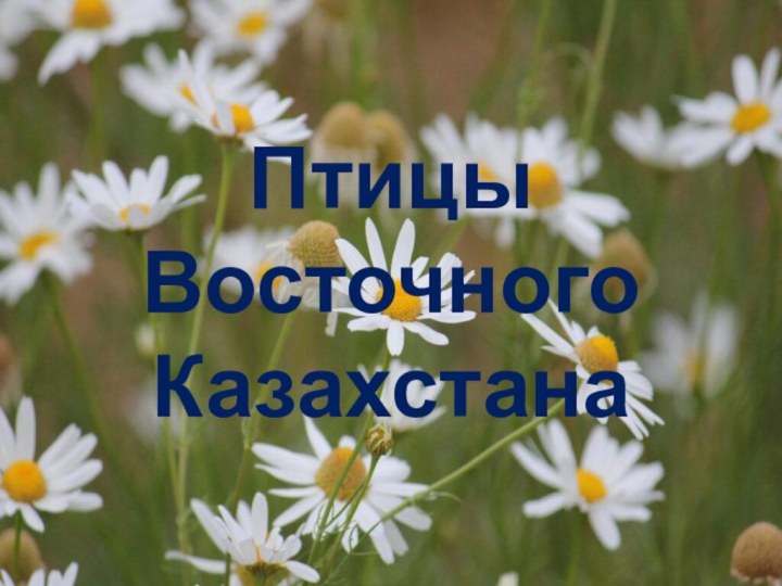 Птицы Восточного Казахстана