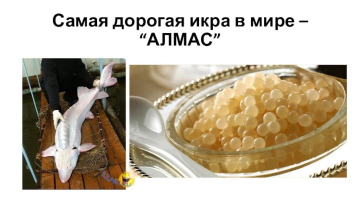 Самая дорогая икра в мире – “АЛМАС”