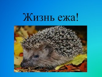 Презентация Жизнь ежа презентация