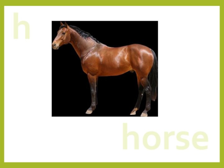 hhorse