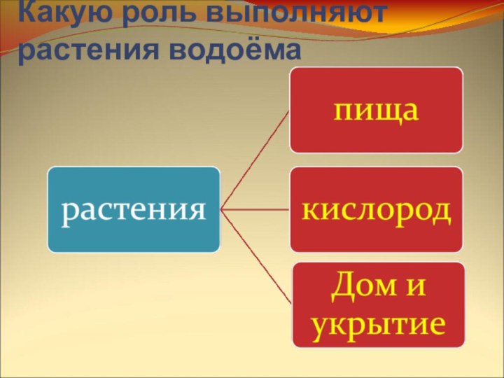 Какую роль выполняют растения водоёма