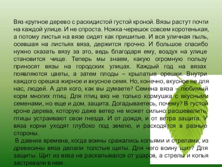 Вяз-крупное дерево с раскидистой густой кроной. Вязы растут почти на каждой улице.