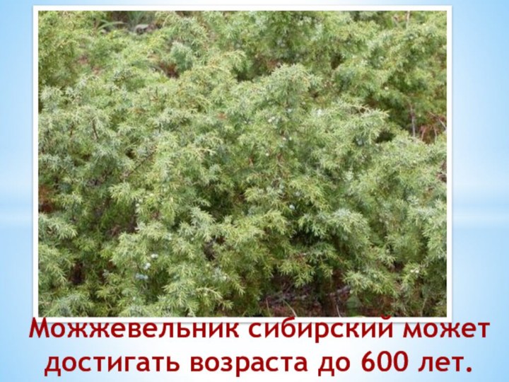 Можжевельник сибирский может достигать возраста до 600 лет.