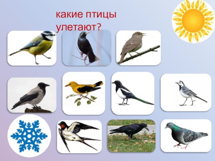 какие птицы улетают?