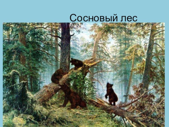 Сосновый лес