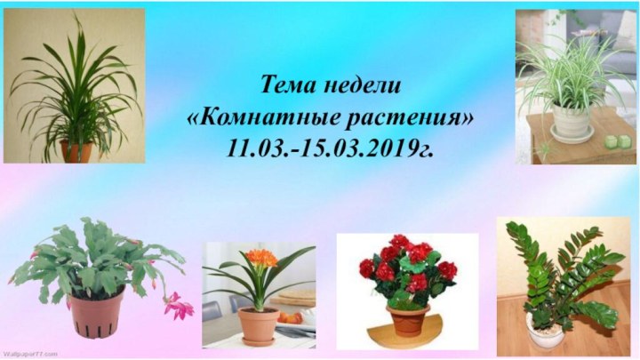 Тема недели «Комнатные растения» 11.03.-15.03.2019г.