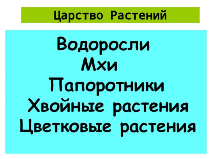 Царство Растений    Водоросли