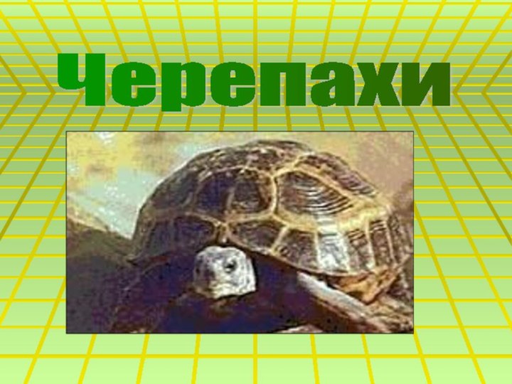 Черепахи