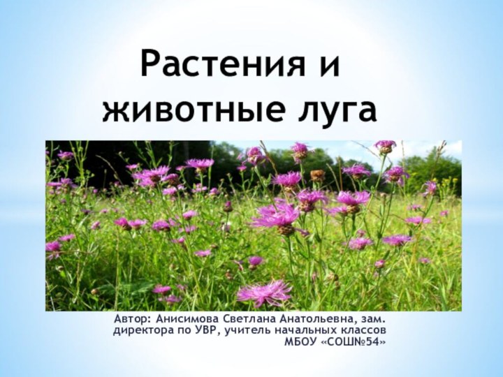 Автор: Анисимова Светлана Анатольевна, зам. директора по УВР, учитель начальных классов МБОУ «СОШ№54»Растения и животные луга