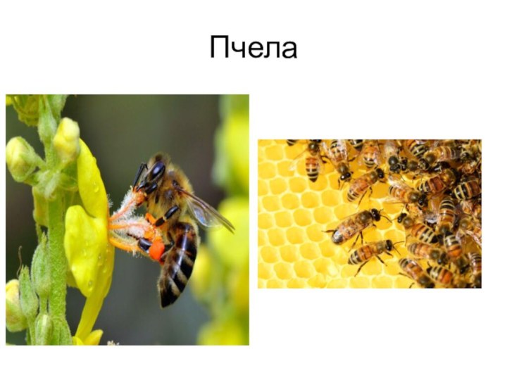 Пчела