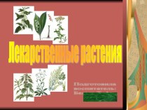 Лекарственные растения презентация к уроку по окружающему миру ( класс)