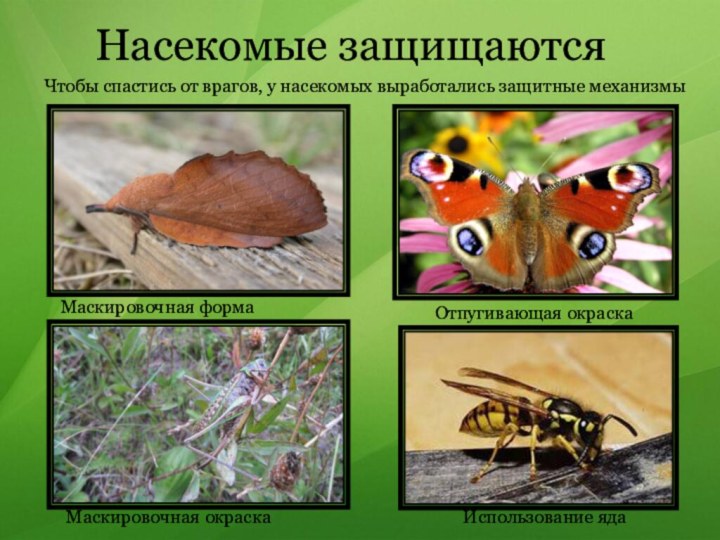 Насекомые защищаютсяЧтобы спастись от врагов, у насекомых выработались защитные механизмыМаскировочная окраскаОтпугивающая окраскаМаскировочная формаИспользование яда
