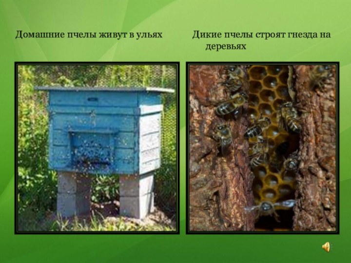 Домашние пчелы живут в ульяхДикие пчелы строят гнезда на деревьях