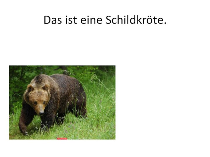 Das ist eine Schildkröte.