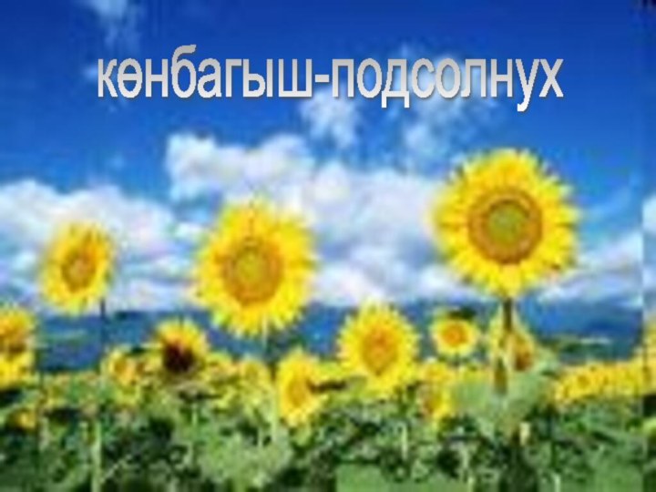 көнбагыш-подсолнух