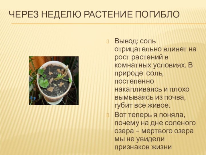 Через неделю растение погибло Вывод: соль отрицательно влияет на рост растений в