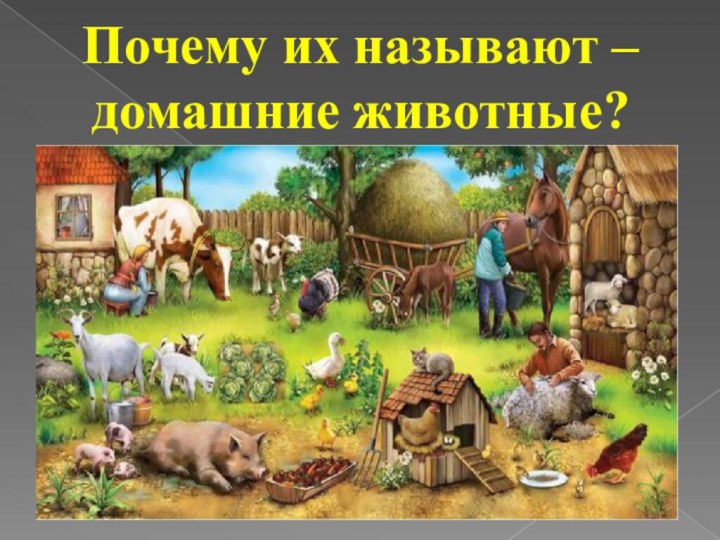 Почему их называют – домашние животные?