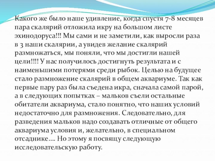 Какого же было наше удивление, когда спустя 7-8 месяцев пара скалярий отложила