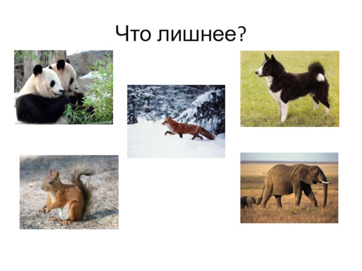 Что лишнее?